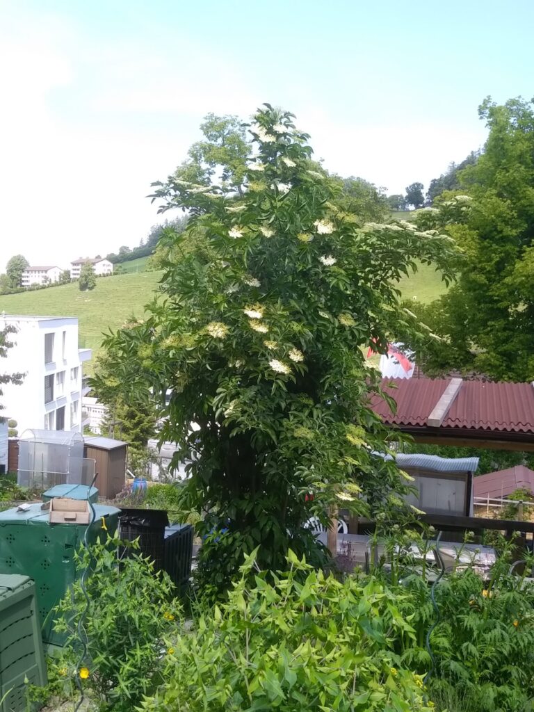 Holunderstrauch in meinem Garten