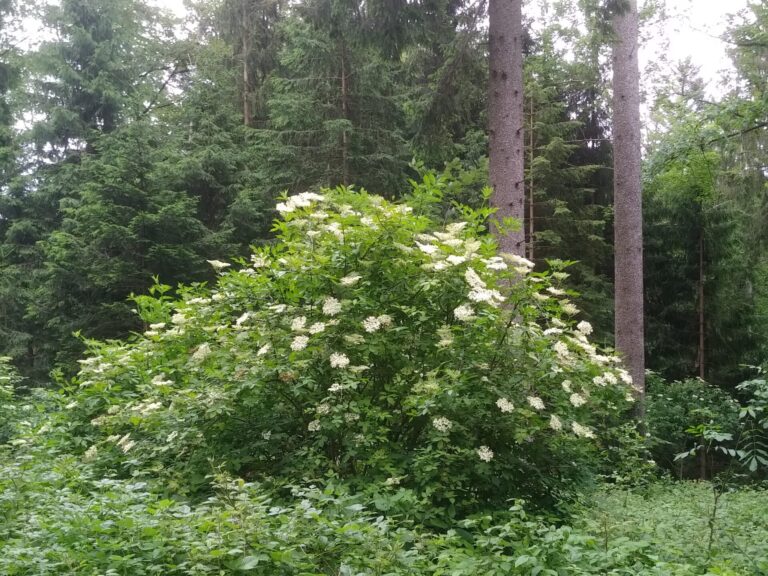 Holunderstrauch im Wald