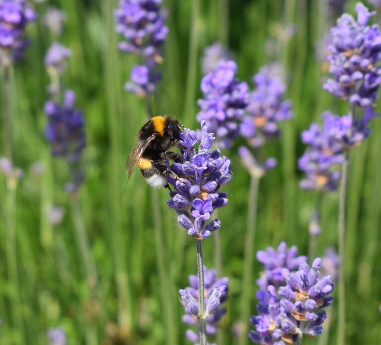 lavendel, nature, insect